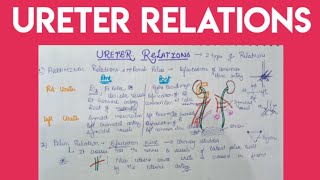 Ureter Anatomy  relations [upl. by Amena863]