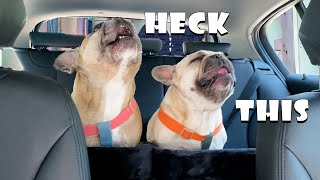 French Bulldogs Throw Tantrum At The Car Wash [upl. by Hooker158]