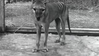 Footage of a Tasmanian Tiger [upl. by Nednyl]