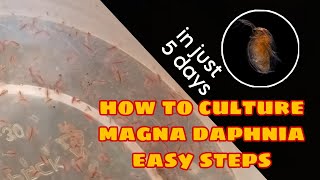 How to Culture Magna Daphnia Easily [upl. by Aihsenyt]