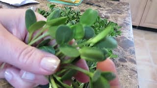 How to Grow Sunflower Sprouts and Microgreens [upl. by Eerok]