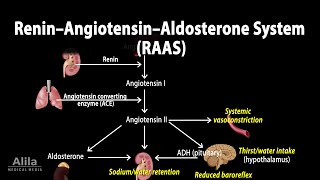 The Renin–Angiotensin–Aldosterone System RAAS Animation [upl. by Caye]