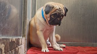 Terrified PUG Won’t Let ANYONE Close After Being Brought to the Shelter Valentines Day 😔 [upl. by Shing686]