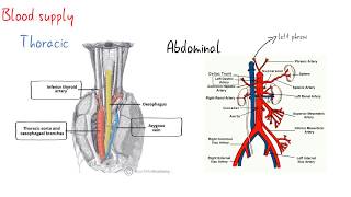 The Oesophagus Esophagus  Clinical Anatomy [upl. by Lokin]