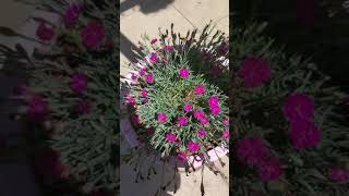 How to deadhead cheddar pinks dianthus [upl. by Ateikan240]