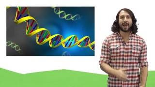 Nucleic Acids DNA and RNA [upl. by Dougal525]