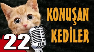 Konuşan Kediler 22  En Komik Kedi Videoları [upl. by Bobette]