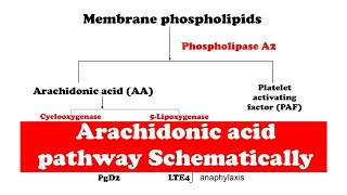 Arachidonic acid pathway [upl. by Nylrebmik711]