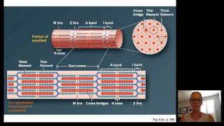 Lecture15 Muscle Physiology [upl. by Landsman]