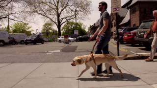 Guide Dog at Work Video [upl. by Aicssej385]