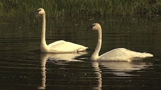 Trumpeter swans [upl. by Dnanidref]