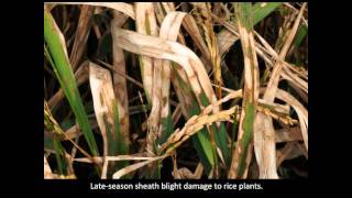 Rice Diseases Sheath Blight [upl. by Leasi]