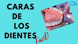 🦷 CARAS DE LOS DIENTES 👉 ¡fácil [upl. by Rowen612]