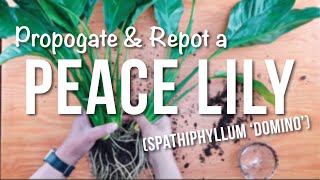 peace lily  How to Propagate  Repotting  Care Guide [upl. by Yeltihw]