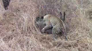 Hyena Saves Wild Pig from Leopards Fatal Attack  1080456 [upl. by Anileve818]