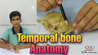 Temporal bone anatomy in bangla [upl. by Nalyac219]