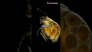 How to culture Daphnia for your Aquarium [upl. by Linell772]