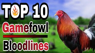 TOP 10 GAMEFOWL BLOODLINES [upl. by Nageet]