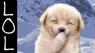 Funny Dogs  Worlds Funniest Dog Video Ever [upl. by Tonya]