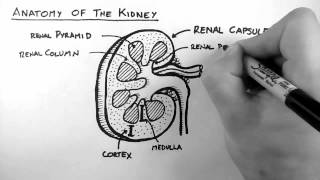 Nephrology  Physiology Reabsorption and Secretion [upl. by Hepsibah]