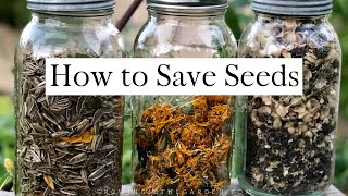 How to SAVE SEEDS Seed saving TIPS and EXAMPLES [upl. by Lleruj151]