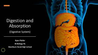 Digestion and Absorption  Digestive System [upl. by Karina106]