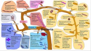 Osteoarthritis OA  Pathophysiology  Rheumatology Series [upl. by Ecnahc]