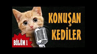 Konuşan Kediler 1 En Komik Kedi Videoları [upl. by Hodess797]