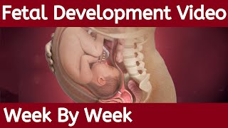 Fetal Development Week by Week  Fetal Development  Stages of Fetal Development [upl. by Ennaitsirk]