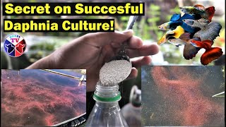 How to Culture Daphnia Successfully [upl. by Essej]