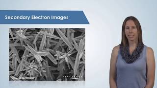 Introduction to the Scanning Electron Microscope SEM [upl. by Donovan417]