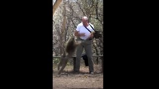 Baboon Attack in Kenya [upl. by Burta]