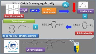 Antioxidant Assays Nitric Oxide amp Reducing Power Dr Bhushan P Pimple [upl. by Kauppi]