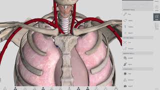 Esophagus Histology  3 Barretts Esophagus [upl. by Corliss]