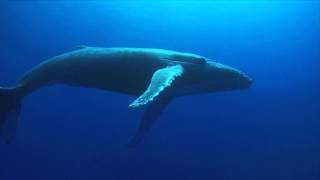 Pure Whale Song recorded 9th October 2014 [upl. by Saihttam]