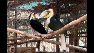 Hornbill breeding time Wreathed Hornbill Asia Animals [upl. by Adlare]