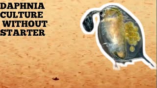 HOW TO CULTURE DAPHNIA NATURALLY WITHOUT A STARTER [upl. by Tica]