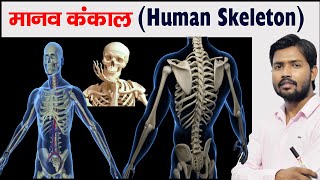 Human Skeleton  Bones  Cartilage  Skeleton System [upl. by Trixie]