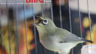 Pleci Full Tembakan [upl. by Nohpets]