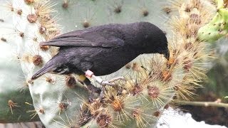 Darwin Finches Galapagos [upl. by Nednarb]