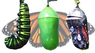 Monarch Butterfly Metamorphosis Timelapse FYV [upl. by Justus]