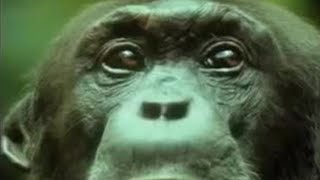 Chimpanzees Team Up to Attack a Monkey in the Wild  BBC Studios [upl. by Borchers]