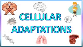 Cell Adaptations  Pathology  Hypertrophy Hyperplasia Atrophy amp Metaplasia [upl. by Gusty]