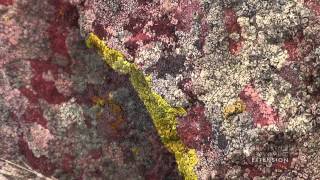 Rock Lichen [upl. by Ailyn]