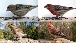 How to Identify House Finches vs Purple Finches [upl. by Amick]