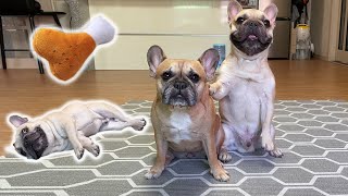 How clever are French Bulldogs 17 Cute Dog Tricks 😲 [upl. by Weinshienk]