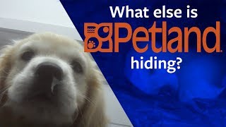 Shocking multistore Petland investigation [upl. by Adile]