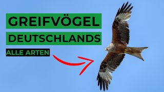 Greifvögel Deutschlands sicher bestimmen [upl. by Llemij537]