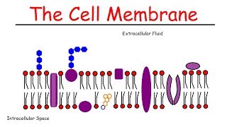 The Cell Membrane [upl. by Eul]