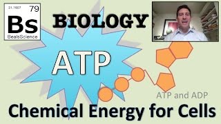 Photosynthesis ATP and ADP Cycle [upl. by Elleunamme]